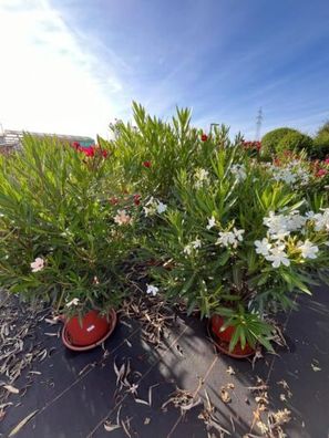 Oleander / Farbe Weiß / ca. 80-100 cm / Nerium Oleander / Immergrüne Pflanze