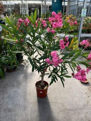 Nerium Oleander auf Stamm / Farbe Variiert nach Bestand / ca. 100 cm / Oleander