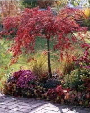 Japanischer Schlitzahorn / Ahorn / Red Dragon / 80-100cm / Acer palmatum