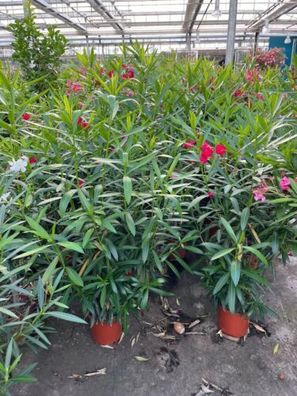 Oleander / farbe Rot / ca. 80-100 cm / Nerium Oleander / Pflanze