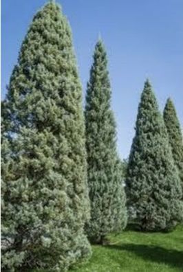 Blaue Arizonazypresse Cupressus arizonica Glauca / 100-140cm / Deko Kübelpflanze