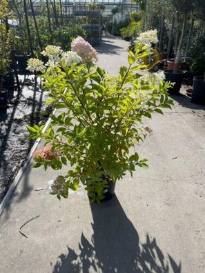 Rispenhortensie Hydrangea paniculata / Hortensie / winterhart / ca. 100cm