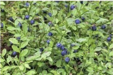 Trauben-Heidelbeeren / Reka Blue / 2 Pflanzen / Vaccinium corymbosum / Beeren