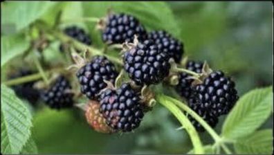 Zuckerbrombeere / "Asterina®" / 1 Pflanze / Rubus fruticosus / winterhart