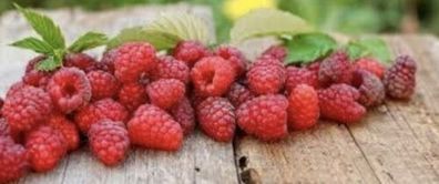 Rote Himbeeren / TwoTimer Sugana /3 Himbeerpflanzen / Garten / Himbeere