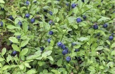 Heidelbeeren / Hortblue® / 1 Pflanze / Vaccinium / Heidelbeere / Pflanze / Garte