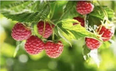 Himbeeren / Himbeere / TwoTimer® Sugana® / 1 Pflanze / Rubus idaeus