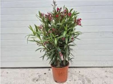 Oleander / Nerium Oleander / Rot / Höhe 120-140 cm / Immergrün