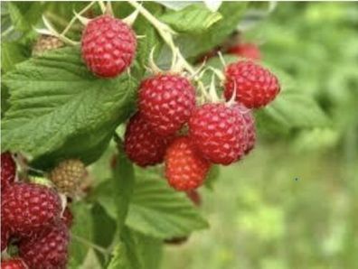 Himbeeren / Himbeere / 1 Pflanze / Garten / Giveaway