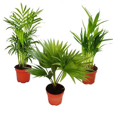 Zimmerpalmen - 3er Set - Bergpalme (Chamaedorea) - Fächerpalme (Livistona) - Areca