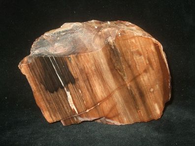 Versteinertes Holz Anschliff -Mineralien-Heilsteine-Anschliffe-Fossilien-