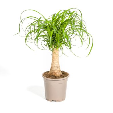 Beaucarnea Recurvata Stängel - Ø17cm - 40-50cm - Zimmerpflanze - Immergrün