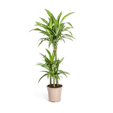 Dracaena Deremensis Weißer Streifen - Ø21cm - 90-110cm - Zimmerpflanze - Immergrün