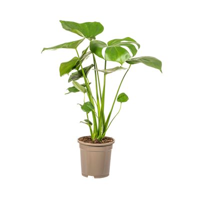Monstera Deliciosa Tauerii - Ø17cm - 50-60cm - Zimmerpflanze - Immergrün