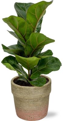 Ficus Lyrata im Invorno Topf naturel - Ø12.5cm - 30cm - Zimmerpflanze - Anordnung