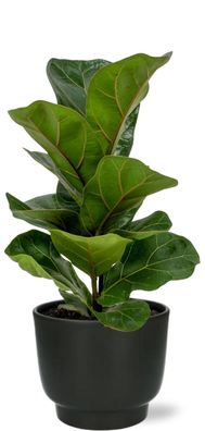 Ficus Lyrata im Potenza Topf Schwarz - Ø12cm - 30cm - Zimmerpflanze - Anordnung