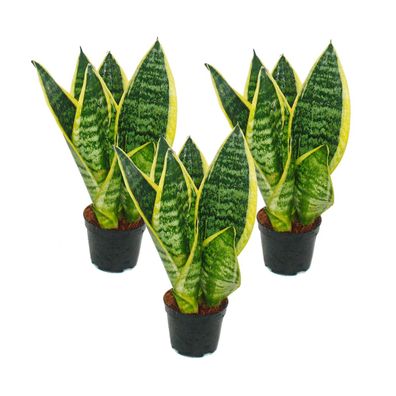 3er Set Sanseveria laurentii trafasciata - grüngelber Bogenhanf - 9cm Topf, ca