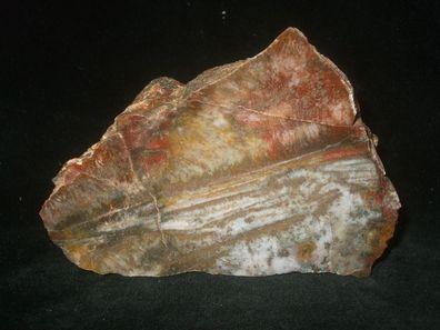 Versteinertes Holz Anschliff -Mineralien-Heilsteine-Anschliffe-Fossilien-