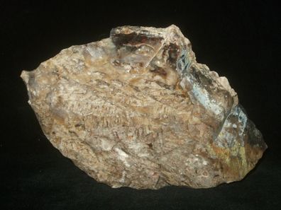 Versteinertes Holz Anschliff -Mineralien-Heilsteine-Anschliffe-Fossilien-