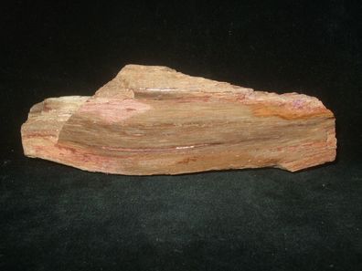 Versteinertes Holz Anschliff -Mineralien-Heilsteine-Anschliffe-Fossilien-