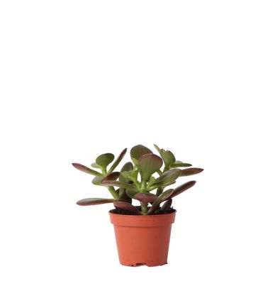 Kolibri Greens - Grünpflanze - Sukkulente Crassula Ovata - Topfgröße 6cm - grüne