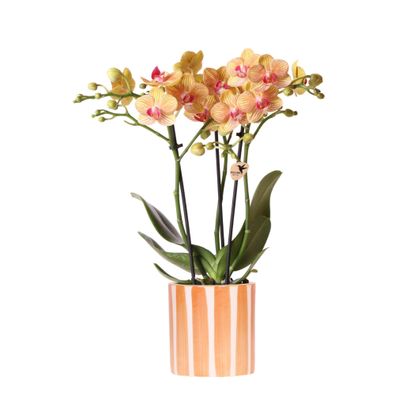 Kolibri Orchids | Orange Phalaenopsis Orchidee - Bolzano + Painted Stripe Topf Ora