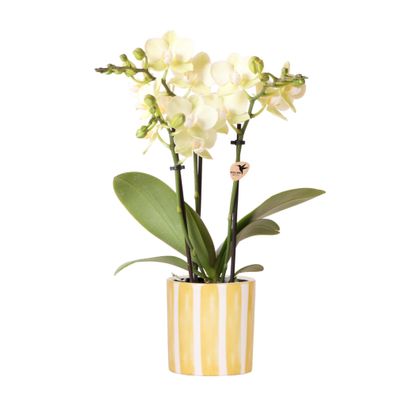 Gelbe Phalaenopsis Orchidee - Mexico + Painted Stripe Topf Gelb - Ø9cm - 35-55cm