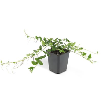 Bodendecker - Kleines Immergrün - Vinca minor 'Alba' - weißblühend - 9cm Topf