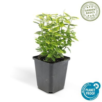 Bodendecker - Kriechspindel - Euonymus fortunei 'Emerald Gold' - 9cm Topf