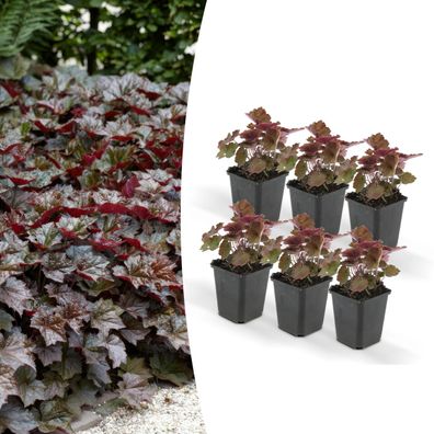 Bodendecker - Purpurglöckchen - Heuchera mic. 'Palace Purple' - 9cm Topf - Set