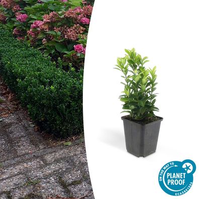 Bodendecker - Kriechspindel - Euonymus japonicus 'Green Spire' - 9cm Topf