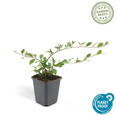 Bodendecker - Cotoneaster dammeri - Teppich-Zwergmispel - 9cm Topf