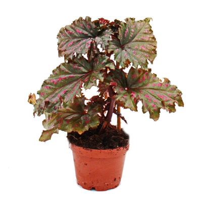 Engelsflügel-Begonie - Begonia Angel Wings - gefranste rote Blätter - Mini-Pflanze