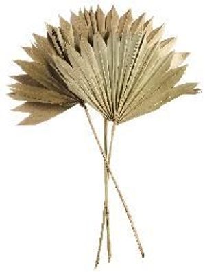 ASA Vorteilset 4 Stück Palmblatt, natur 30 - 40 cm, . 40 - 60 cm, 3 Stk. im Bund