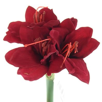 GASPER Amaryllis - Ritterstern Rot 31 cm - Kunstblumen