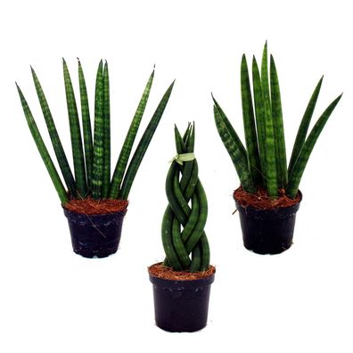 Sansevieria cylindrica - Pfiffiges 3er Set im 6,5cm Topf - Bogenhanf, Schwiegermut