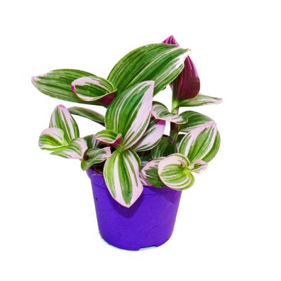 Exotenherz - Dreimasterblume - Tradescantia "Nanouk" - pflegeleichte hängende