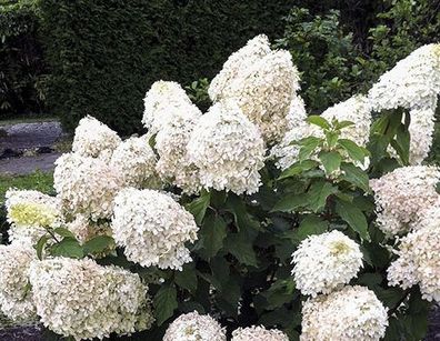 Hydrangea Paniculata 'Phantom' - Rispenhortensie - cremegelbe Rispenblüten