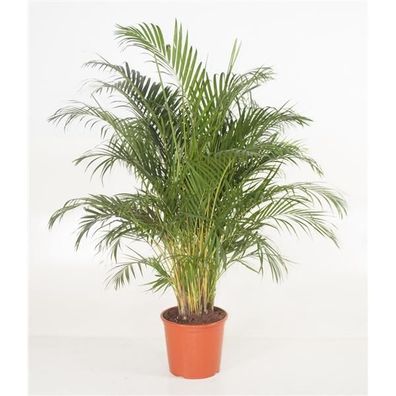 Goldfruchtpalme Arecapalme Chrysalidocarpus lutescens Tropische Palme