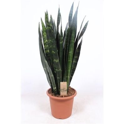 Sansevieria Black Coral Bogenhanf bessere Raumluft Zimmerpflanze Grünpflanze