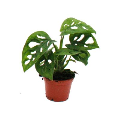 Mini-Pflanze - Monstera Monkey Mask - Fensterblatt - Ideal für kleine Schalen und