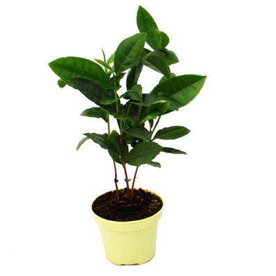 Echte Tee-Pflanze - Camelia sinensis