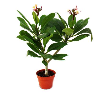 Hawaianischer Tempelbaum - Plumeria - Überraschungsfarbe