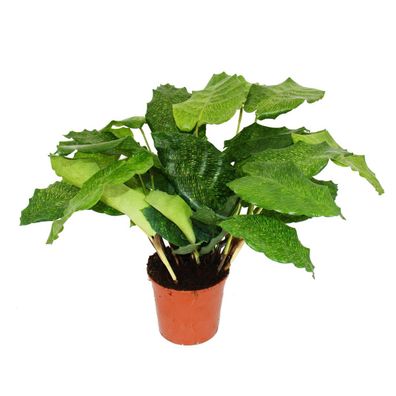 Schattenpflanze mit ausgefallenem Blattmuster - Calathea musaica "Network" - 14cm