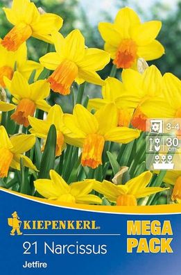 Mega- Pack Botanische Narzissen Jetfire gelb, rote Krone cyclamineus