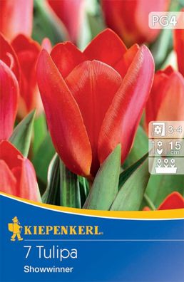 Kaufmanniana-Tulpe Showwinner - für farbenfrohe Frühlingsbeete, Ideal für