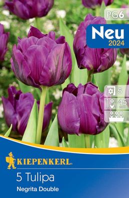 Profi-Line Gefüllte Tulpe Negrita Double, spätblühende Sorte, mehrjährige