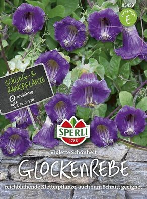 Glockenreben Violette Schönheit, reichblühende Kletterpflanze auch zum