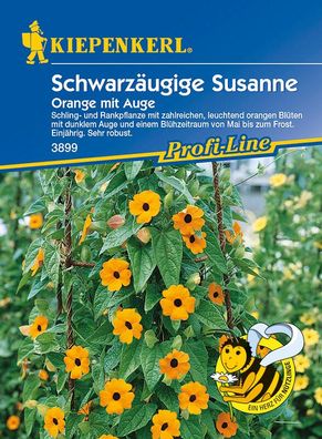 Schwarzäugige Susanne Thunbergia Orange mit Auge