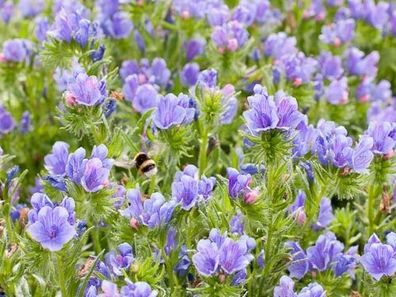 Natternkopf Blumensamen, Wildpflanzengärten - Demetersaatgut